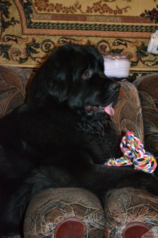 Фото: ньюфаундленд Chernaya Mafia Zoom Into Me (Черная Мафия Зоом Инто Ме)