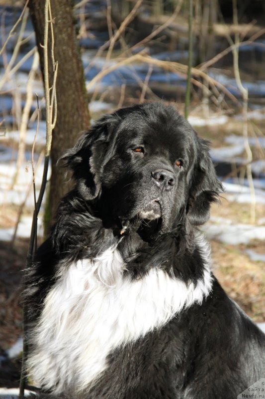 Фото: ньюфаундленд Starbimovlav Gardemarin (Старбимовлав Гардемарин)