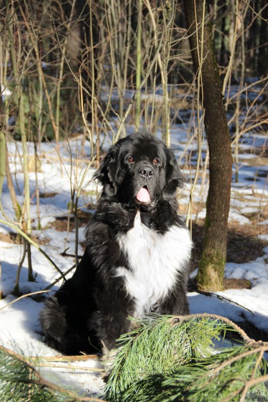 Фото: ньюфаундленд Starbimovlav Gardemarin (Старбимовлав Гардемарин)
