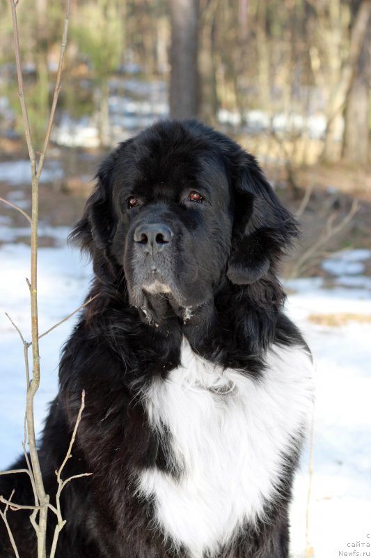 Фото: ньюфаундленд Starbimovlav Gardemarin (Старбимовлав Гардемарин)