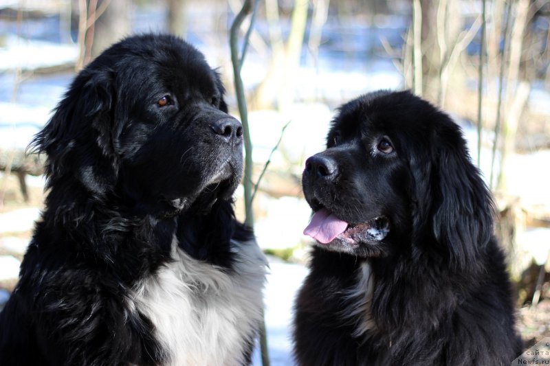 Фото: ньюфаундленд Starbimovlav Gardemarin (Старбимовлав Гардемарин), Кити