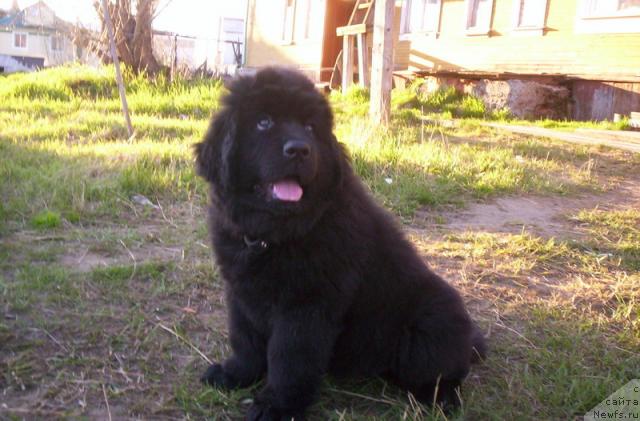 Фото: ньюфаундленд Gloriya Grand Blek (Глория Гранд Блек)