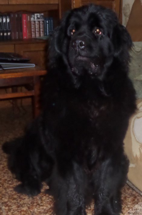 Фото: ньюфаундленд Chrezvychaynaya Chayn s Berega Dona (Чрезвычайная Чайн с Берега Дона)