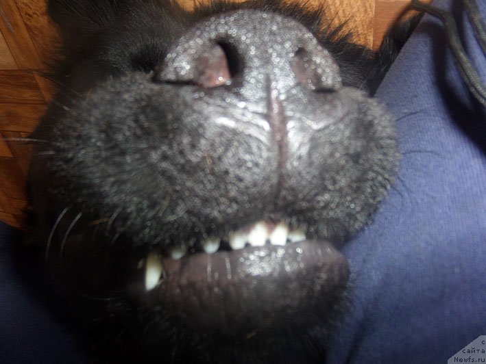 Фото: ньюфаундленд Chrezvychaynaya Chayn s Berega Dona (Чрезвычайная Чайн с Берега Дона)