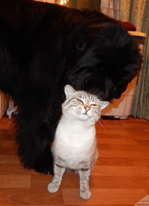 Фотография № 148298