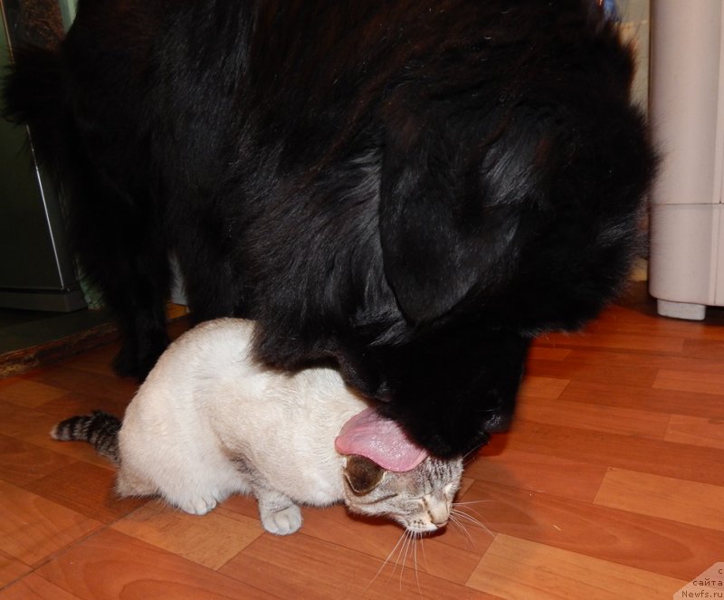 Фото: ньюфаундленд Krasavica Kori Drosser (Красавица Кори Дроссер)