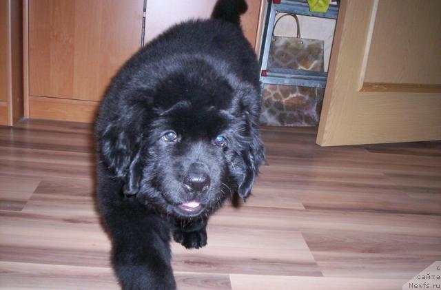 Фото: ньюфаундленд Gloriya Grand Blek (Глория Гранд Блек)