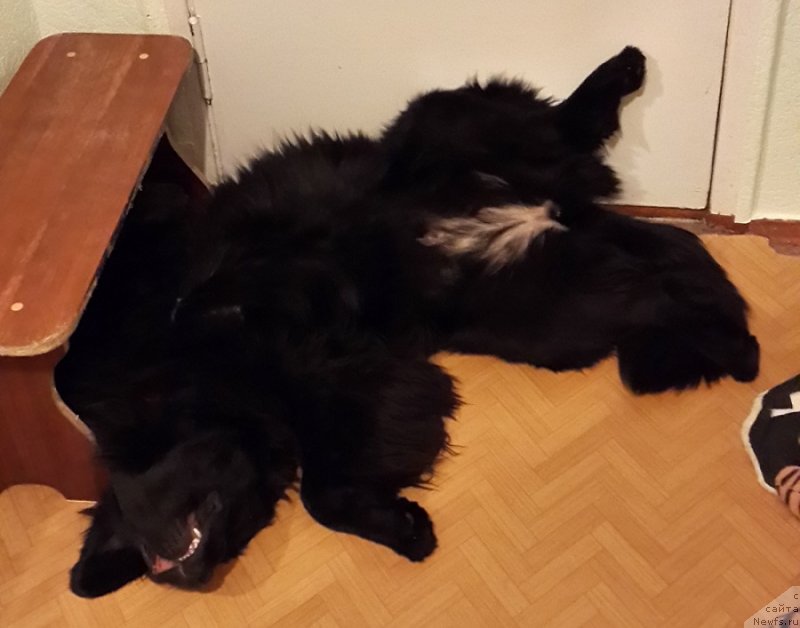 Фото: ньюфаундленд Chernaya Mafia Zip Around (Черная Мафия Зип Ароунд)