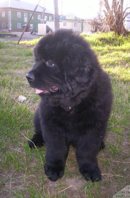 Фото: ньюфаундленд Gloriya Grand Blek (Глория Гранд Блек)