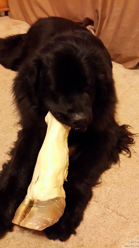 Фотография № 148310