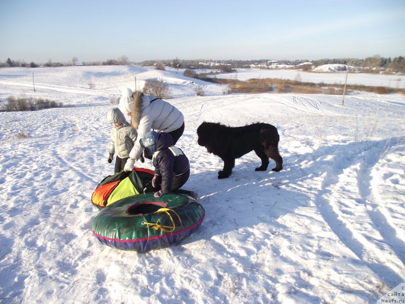 Фото: ньюфаундленд Belkonder-Klab Kipling (Белкондер-Клаб Киплинг)