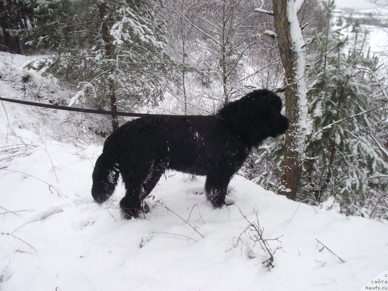 Фото: ньюфаундленд Belkonder-Klab Kipling (Белкондер-Клаб Киплинг)