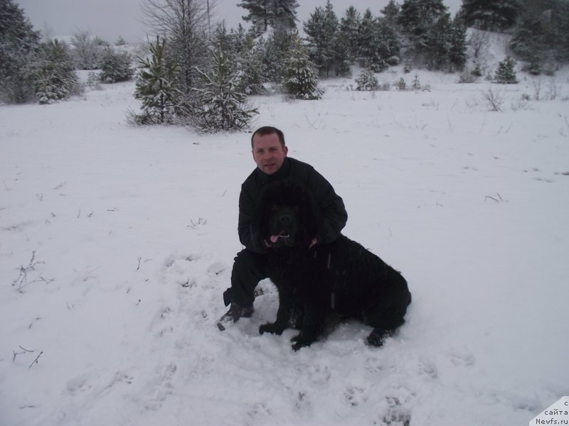 Фото: ньюфаундленд Belkonder-Klab Kipling (Белкондер-Клаб Киплинг)