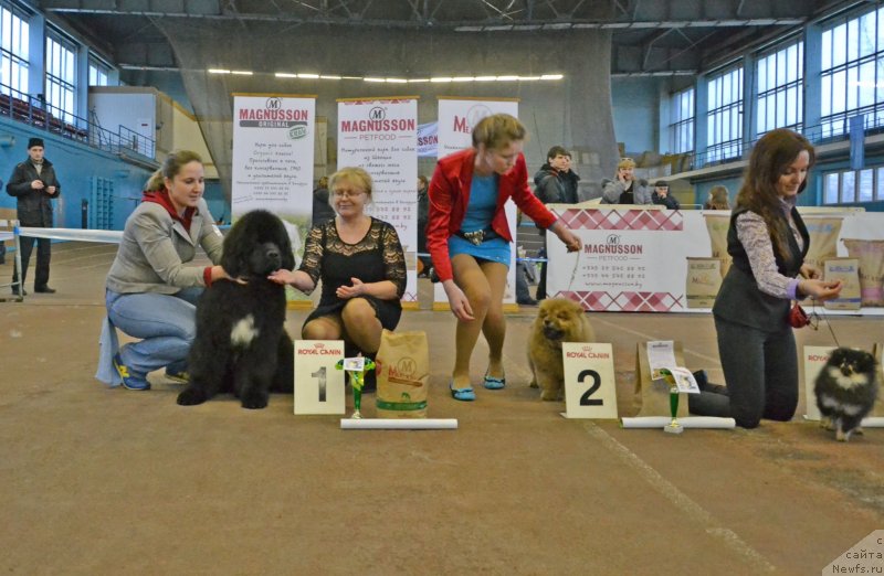 Фото: ньюфаундленд Remember Whoyouare Midnight Bear, Anastasiya Zalivako (Анастасия Заливако)