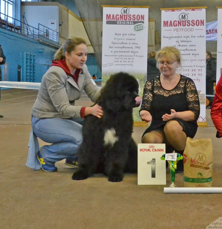 Фото: ньюфаундленд Remember Whoyouare Midnight Bear, Anastasiya Zalivako (Анастасия Заливако)