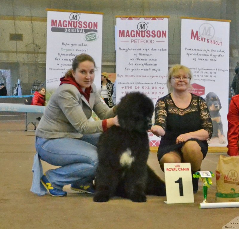 Фото: ньюфаундленд Remember Whoyouare Midnight Bear, Anastasiya Zalivako (Анастасия Заливако)