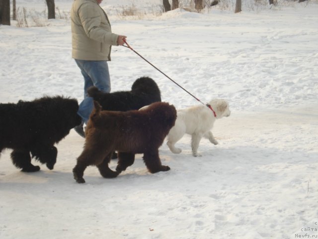 Фото: ньюфаундленд Volna Baykala dlya Arkaima (Волна Байкала для Аркаима)