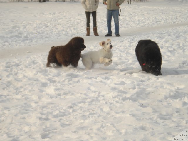 Фото: ньюфаундленд Volna Baykala dlya Arkaima (Волна Байкала для Аркаима), ньюфаундленд Super Premium Olimpius Inferno (Супер Премиум Олимпиус Инферно)