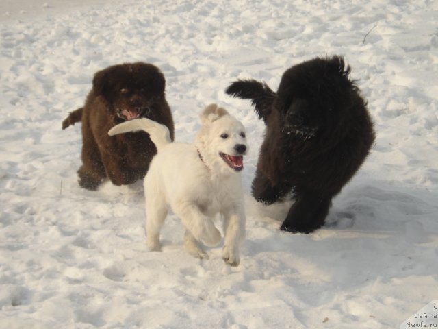 Фото: ньюфаундленд Volna Baykala dlya Arkaima (Волна Байкала для Аркаима), ньюфаундленд Super Premium Nostal'dji (Супер Премиум Ностальджи)