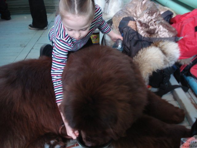 Фото: ньюфаундленд Mega Star iz Arkaima (Мега Стар из Аркаима)