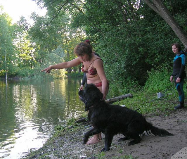 Фото: ньюфаундленд Talula Bell (Талула Белл), Anna Kovalyova (Анна Ковалёва)