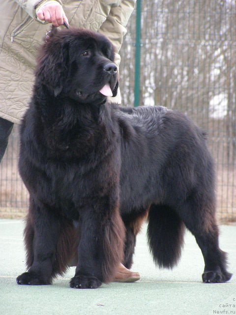 Фото: ньюфаундленд Chernaya Mafia Maybe She Will (Черная Мафия Маубе Ше Вилл)