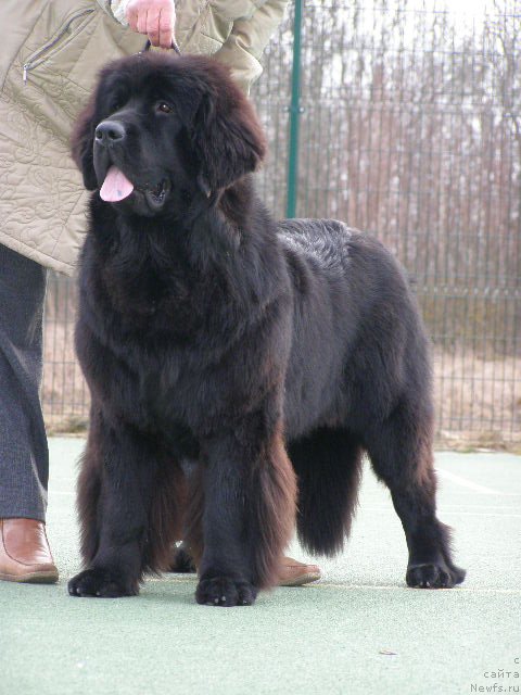 Фото: ньюфаундленд Chernaya Mafia Maybe She Will (Черная Мафия Маубе Ше Вилл)