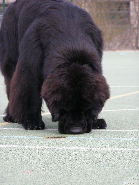 Фото: ньюфаундленд Chernaya Mafia Maybe She Will (Черная Мафия Маубе Ше Вилл)