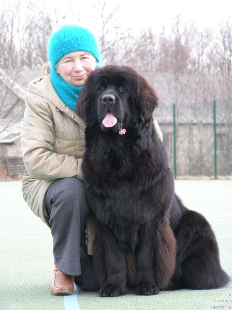 Фото: ньюфаундленд Chernaya Mafia Maybe She Will (Черная Мафия Маубе Ше Вилл)