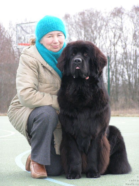 Фото: ньюфаундленд Chernaya Mafia Maybe She Will (Черная Мафия Маубе Ше Вилл)