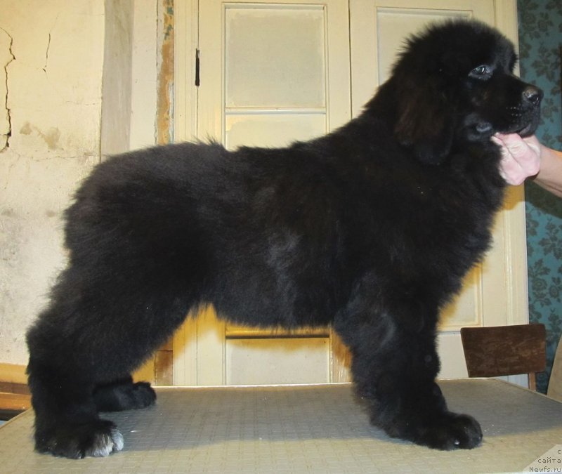 Фото: ньюфаундленд Smigar Talk of Soul (Смигар Ток ов Соул)