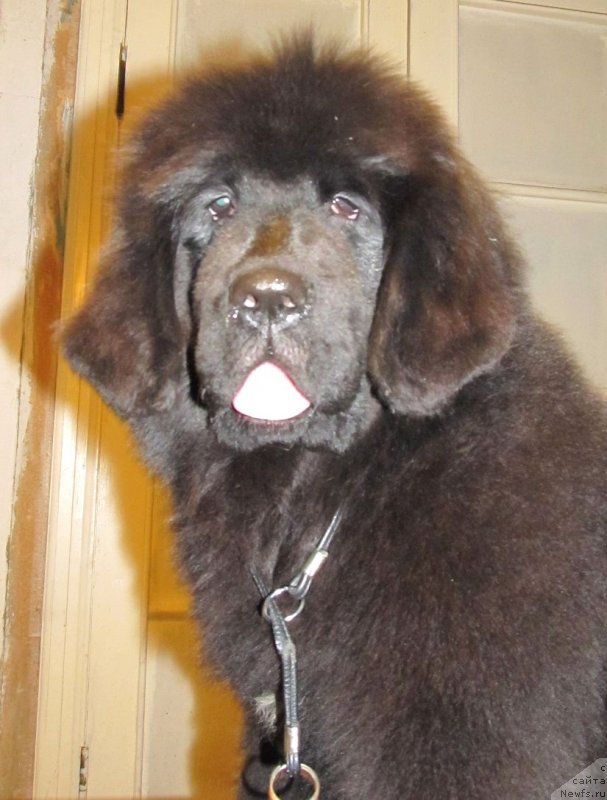 Фото: ньюфаундленд Smigar Talk of Soul (Смигар Ток ов Соул)