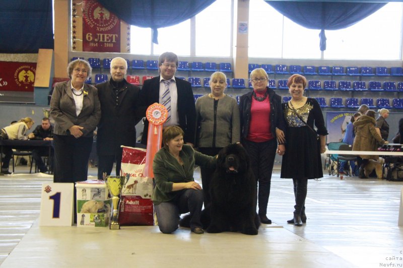 Фото: ньюфаундленд Aquatoriya Kelvin From Siberia at Cayuga (Акватория Келвин Фром Сибириа эт Каюга)