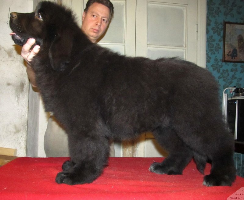 Фото: ньюфаундленд Smigar Talk of Soul (Смигар Ток ов Соул)