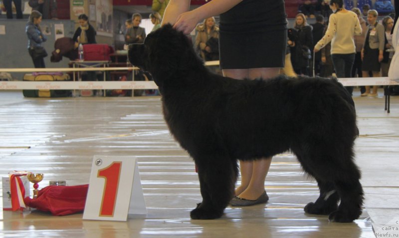 Фото: ньюфаундленд Akvian Song Lavatera (Аквиан Сонг Лаватера)