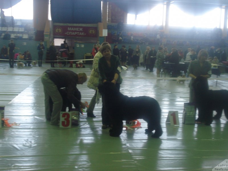 Фото: ньюфаундленд Aquatoriya Kelvin Schedrost Fortuny (Акватория Келвин Щедрость Фортуны), Tat'yana Abutova (Татьяна Абутова)