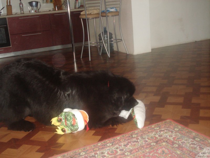 Фото: ньюфаундленд Aquatoriya Kelvin Schedrost Fortuny (Акватория Келвин Щедрость Фортуны)