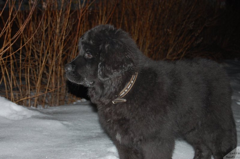 Фото: ньюфаундленд Valmond Pobeditel (Валмонд Победитель)