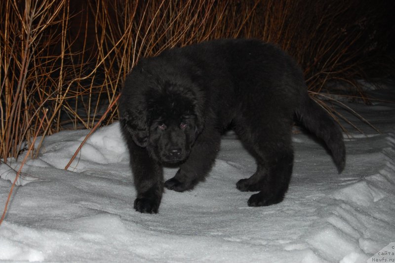 Фото: ньюфаундленд Valmond Pobeditel (Валмонд Победитель)