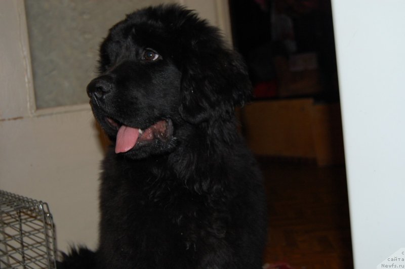 Фото: ньюфаундленд Valmond Pobeditel (Валмонд Победитель)