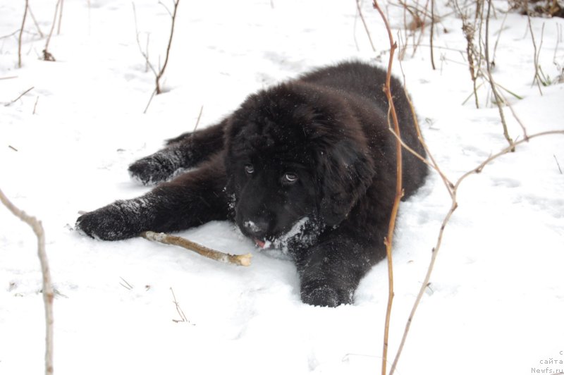 Фото: ньюфаундленд Valmond Pobeditel (Валмонд Победитель)