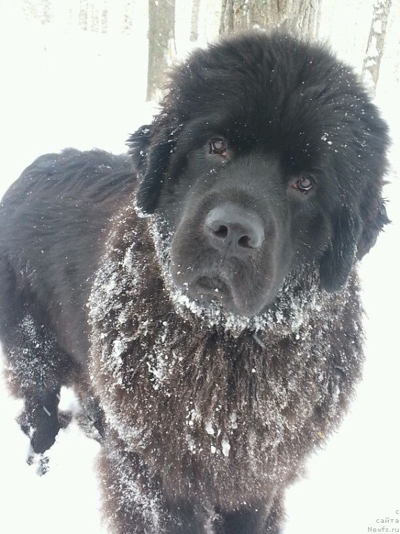 Фото: ньюфаундленд Sent Djons Zaura (Сент Джонс Заура)