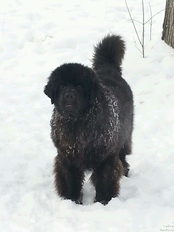 Фото: ньюфаундленд Sent Djons Zaura (Сент Джонс Заура)