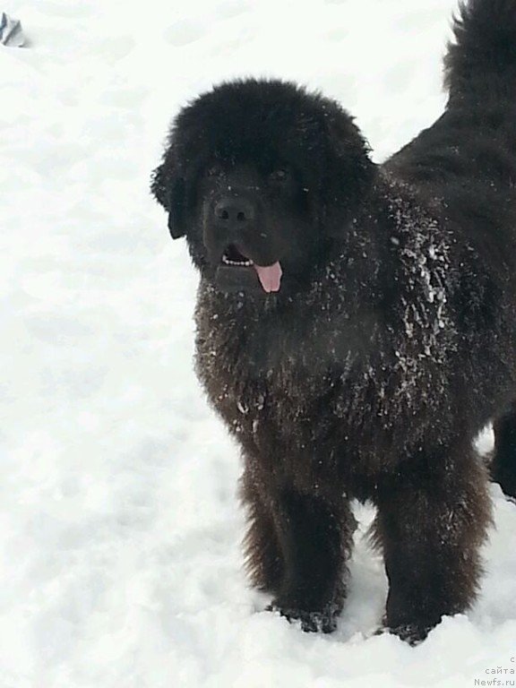 Фото: ньюфаундленд Sent Djons Zaura (Сент Джонс Заура)