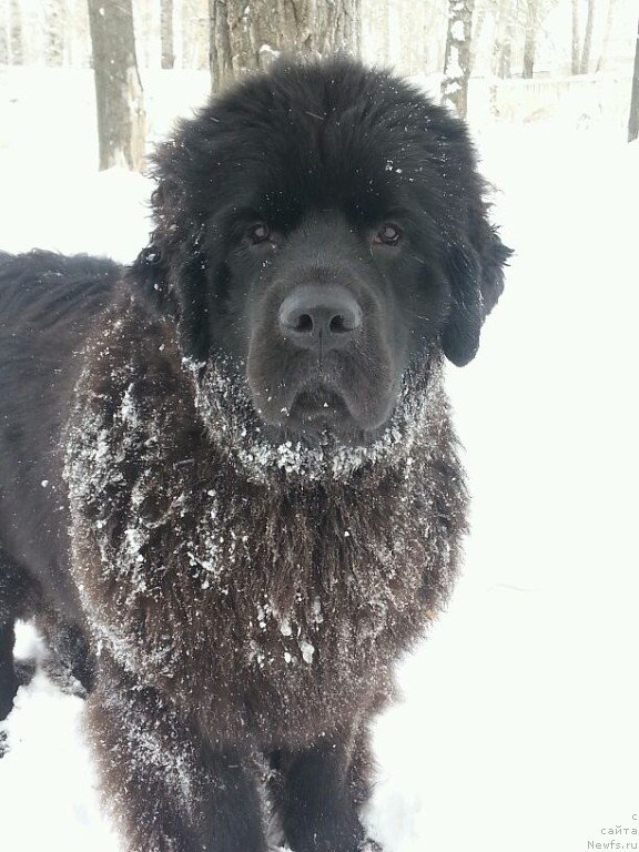 Фото: ньюфаундленд Sent Djons Zaura (Сент Джонс Заура)