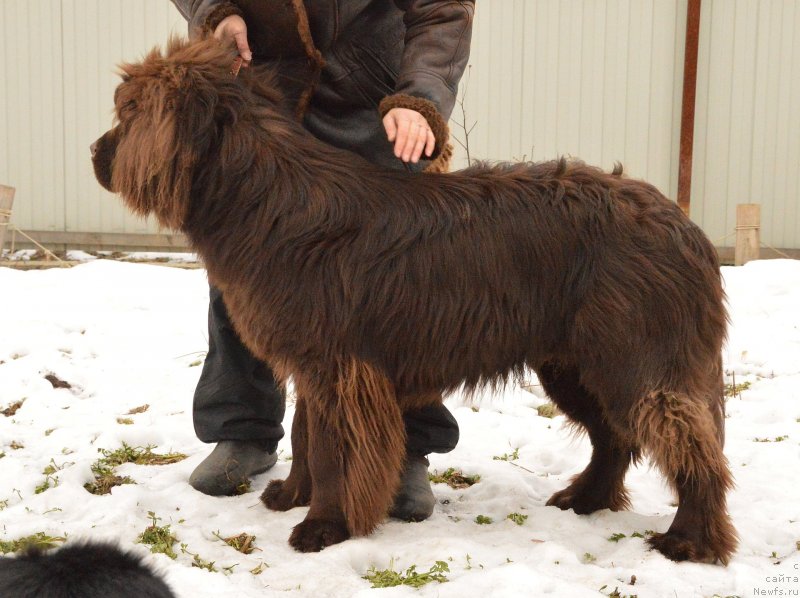 Фото: ньюфаундленд I Follow The Sun de L'Etoile de Cyrice