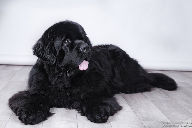 Фото: ньюфаундленд Piternyuf Monte Kristo (Питерньюф Монте Кристо)