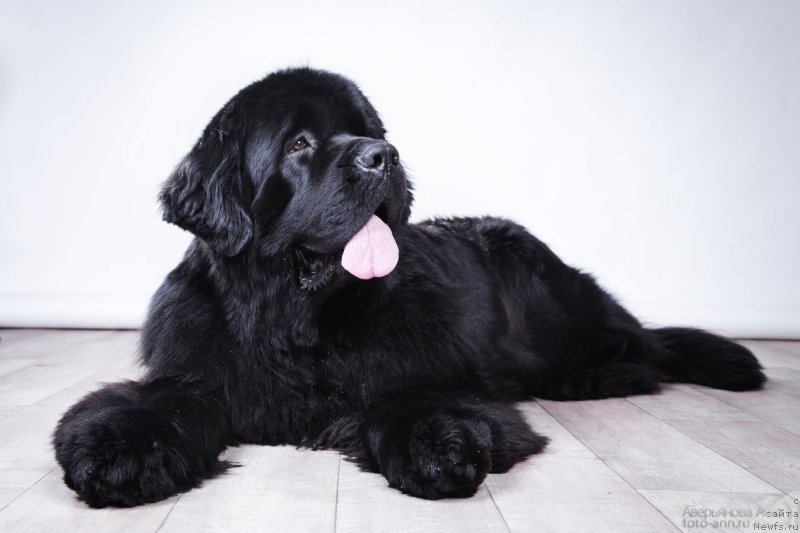 Фото: ньюфаундленд Piternyuf Monte Kristo (Питерньюф Монте Кристо)