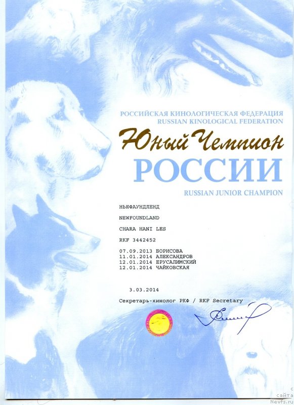 Фото: ньюфаундленд Chara Hani Les (Чара Хани Лес)