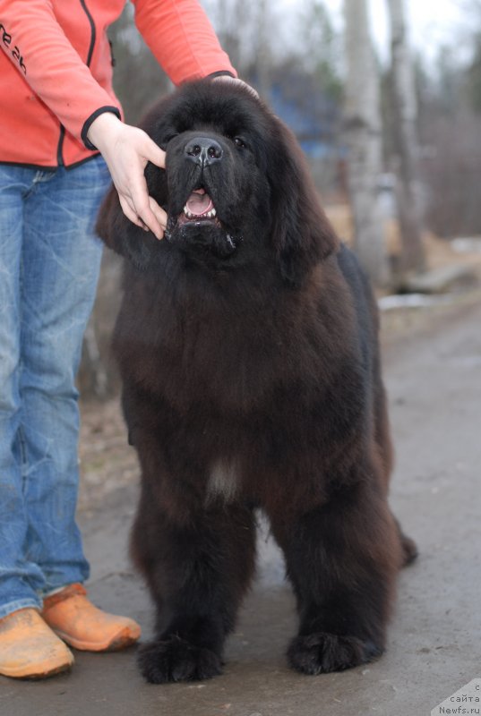 Фото: ньюфаундленд Mississippi-Missouri Such a Great Boy